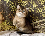 Кошки в Астрахани: Котик Царес Мальчик, 30 000 руб. - фото 7