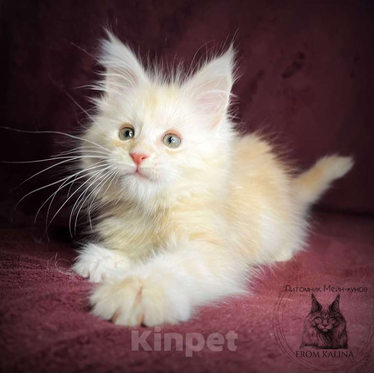 Кошки в Санкт-Петербурге: Котенок мейн-куна  Мальчик, 45 000 руб. - фото 4