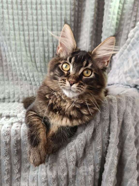 Кошки в других городах Краснодарского края: Котенок Мейн-кун Девочка, 20 000 руб. - фото 2