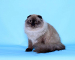 Кошки в Ликино-Дулево: Хайленд фолд котик редкого окраса  соболь Мальчик, 60 000 руб. - фото 2