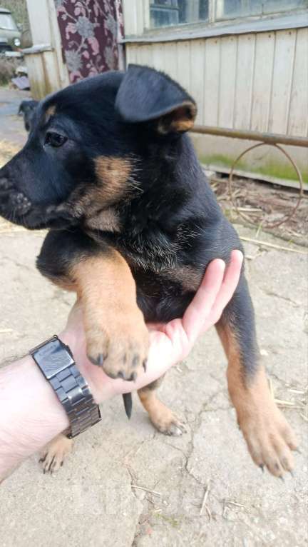 Собаки в Химках: Отдам щенка в добрые руки Девочка, Бесплатно - фото 3