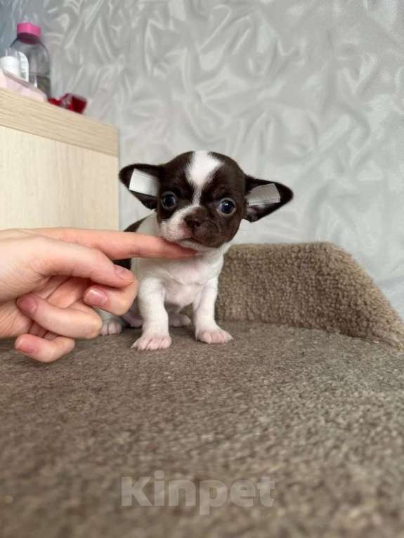 Собаки в Воронеже: Девочка чихуахуа Девочка, 45 000 руб. - фото 2