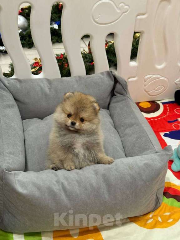 Собаки в Перми: Щенки померанского шпица Девочка, 50 000 руб. - фото 5