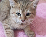 Кошки в Улане-Удэ: Котенок девочка Девочка, Бесплатно - фото 1