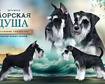Собаки в Севастополе: Щенок цвергшнауцера Мальчик, 60 000 руб. - фото 3