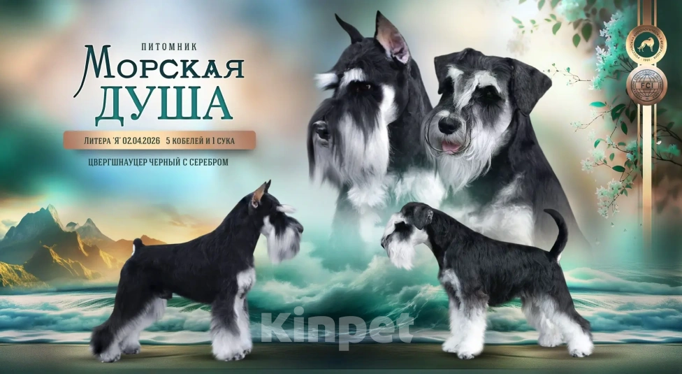 Собаки в Севастополе: Щенок цвергшнауцера Мальчик, 60 000 руб. - фото 3