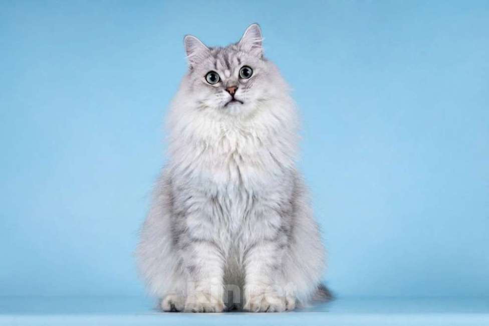 Кошки в Москве: Ласковый котик Ринальдо в добрые руки Мальчик, Бесплатно - фото 8