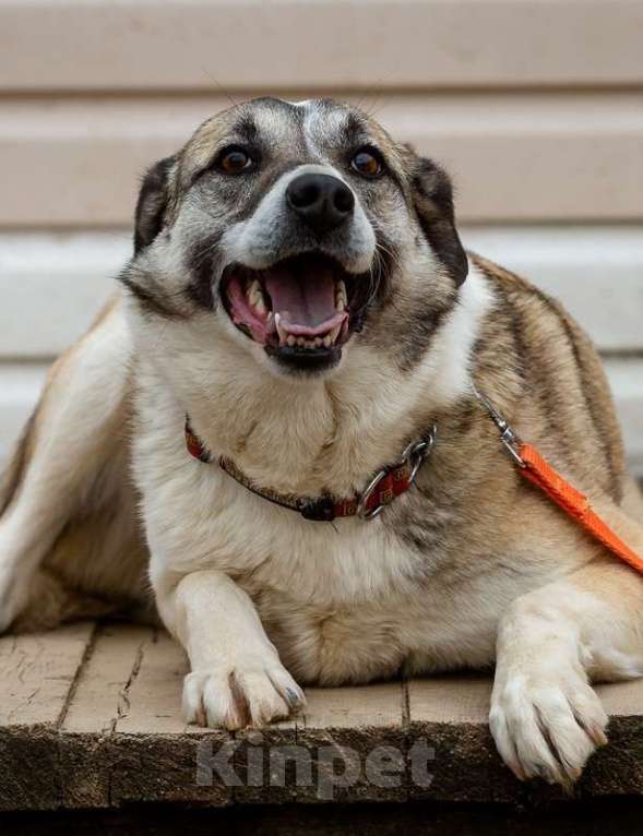Собаки в Москве: Дейзи. Собака-обожака Девочка, 1 руб. - фото 2