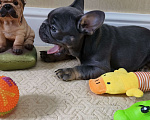 Собаки в Белореченске: Французский бульдог Мальчик, Бесплатно - фото 9