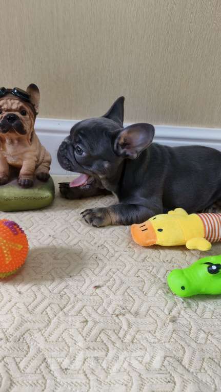 Собаки в Белореченске: Французский бульдог Мальчик, Бесплатно - фото 9