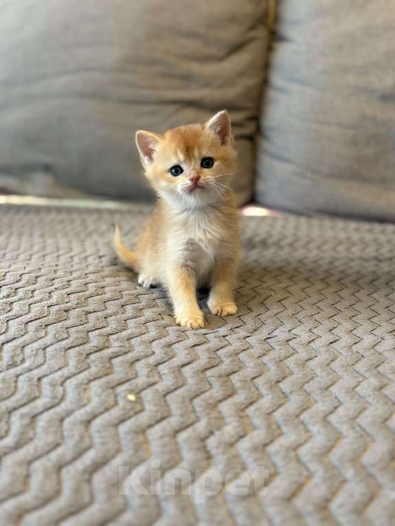 Кошки в Москве: Котенок британский. Мальчик  Мальчик, 18 000 руб. - фото 3