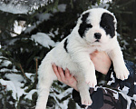 Собаки в Санкт-Петербурге: Щенки Алабая Мальчик, 80 000 руб. - фото 3