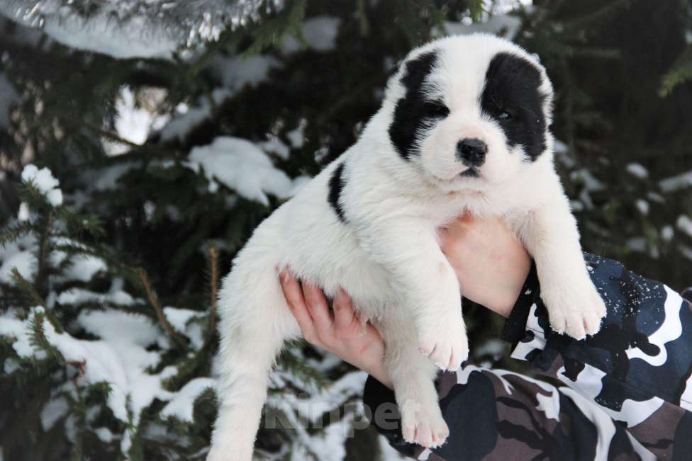 Собаки в Санкт-Петербурге: Щенки Алабая Мальчик, 80 000 руб. - фото 3
