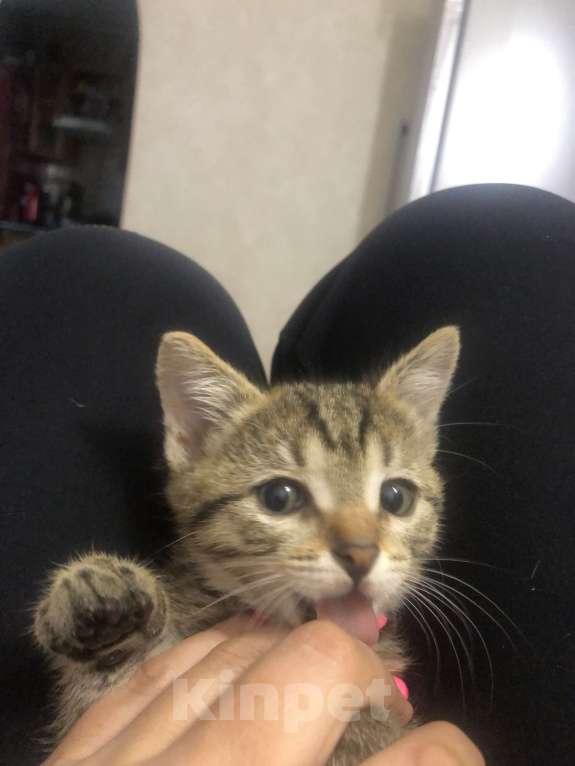 Кошки в Москве: Кошечка-Сонечка  Девочка, 1 руб. - фото 6