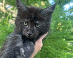 Кошки в Новосибирске: Котята мейн кун Девочка, 50 000 руб. - фото 2