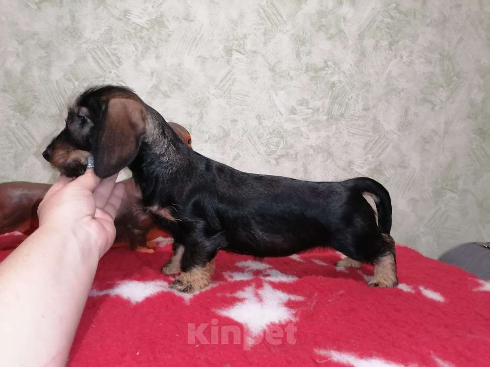 Собаки в Воронеже: Щенок таксы миниатюрной жесткошерстной   Девочка, 45 000 руб. - фото 1