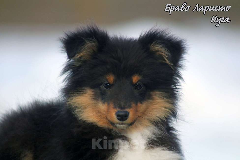 Собаки в Рязани: Шелти. Маленькая собачка в квартиру Разнополые, Бесплатно - фото 6