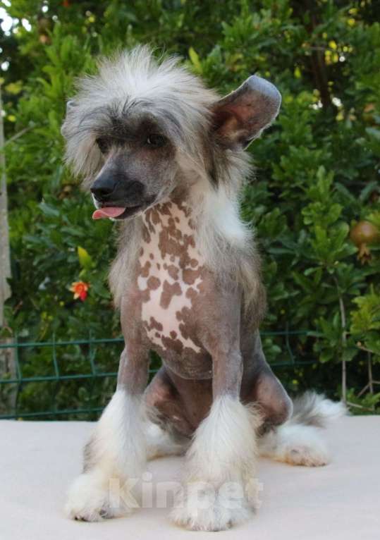 Собаки в Феодосии: Голая девочка китайской хохлатой собачки Девочка, Бесплатно - фото 2