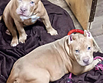 Собаки в Новосибирске: Щенки американского булли Девочка, 100 000 руб. - фото 1