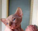 Кошки в Москве: Котенок канадский сфинкс Мальчик, Бесплатно - фото 2