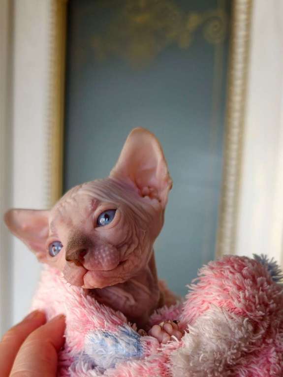 Кошки в Москве: Котенок канадский сфинкс Мальчик, Бесплатно - фото 2