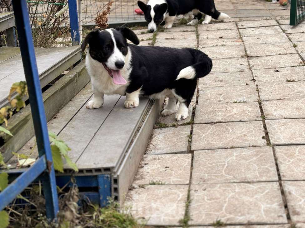 Собаки в Москве: Эдж корги  Мальчик, 25 000 руб. - фото 3