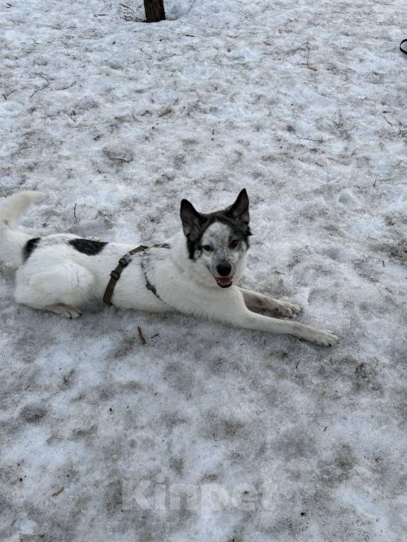 Собаки в Мытищах: Собака в добрые руки Девочка, Бесплатно - фото 5