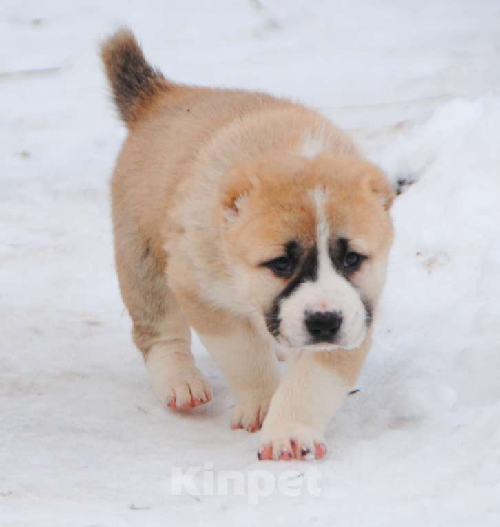 Собаки в Саратове: Щенок САО Девочка, Бесплатно - фото 4