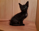 Кошки в Стерлитамаке: Котята Корниш-рекс, 1 000 руб. - фото 5