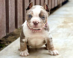 Собаки в других городах Московской области: Американский Булли щенок  Девочка, 150 000 руб. - фото 2