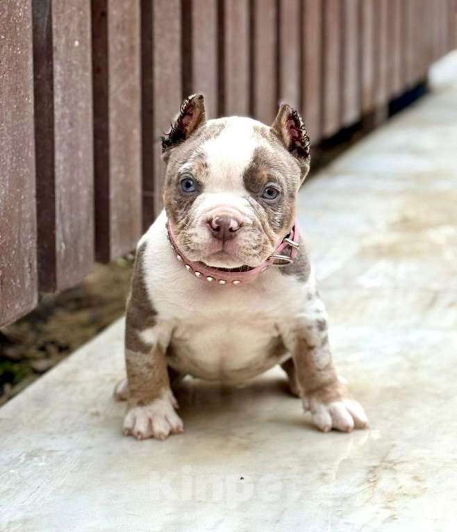 Собаки в других городах Московской области: Американский Булли щенок  Девочка, 150 000 руб. - фото 2