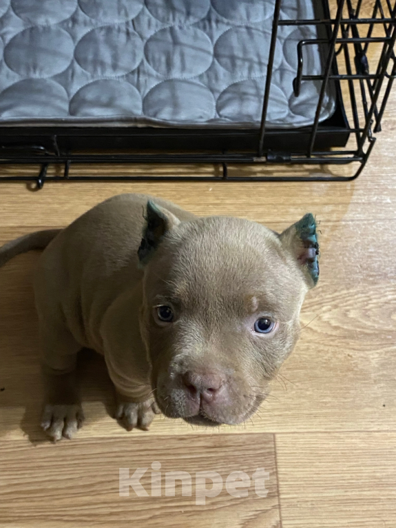 Собаки в Краснодаре: Продается американский буллит  Девочка, 50 000 руб. - фото 5