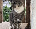 Кошки в Яхроме: Молодой котик ищет дом Мальчик, Бесплатно - фото 9