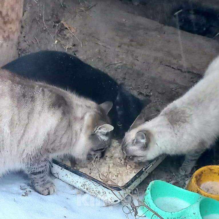 Кошки в Егорьевске: кот  Мальчик, Бесплатно - фото 1