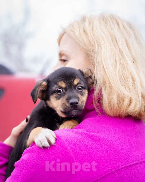 Собаки в Москве: Миниатюрный щенок в добрые руки Девочка, Бесплатно - фото 8