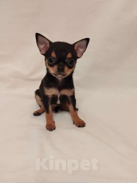 Собаки в Череповце: Щенки чихуахуа Мальчик, 30 000 руб. - фото 5