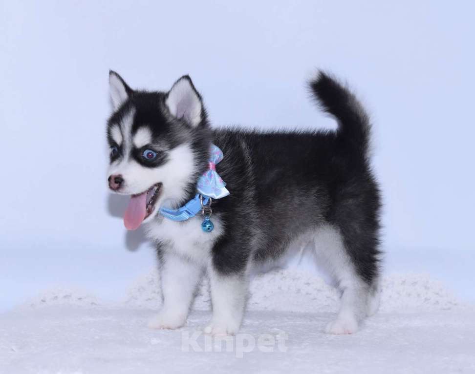 Собаки в Краснодаре: Микро мальчики Помски  Мальчик, 150 000 руб. - фото 3