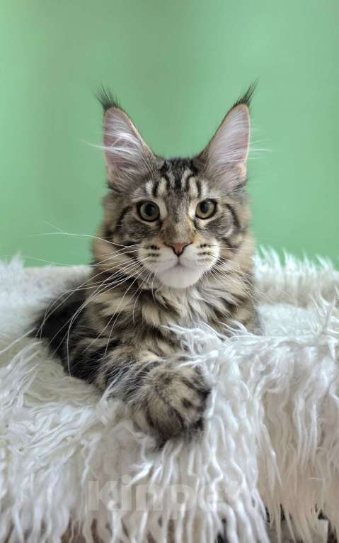 Кошки в Ижевске: Котята мейн-кун Мальчик, 50 000 руб. - фото 2