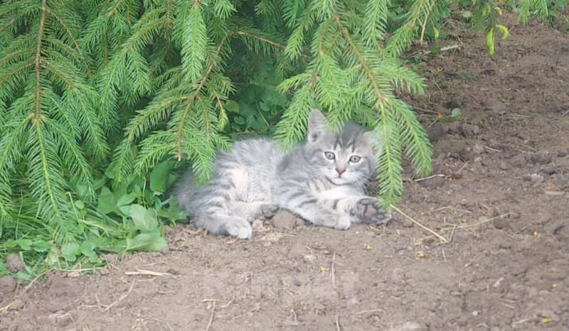 Кошки в Москве: Котята Мальчик, Бесплатно - фото 1