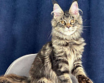 Кошки в Санкт-Петербурге: Девочка Мейн Кун Девочка, 60 000 руб. - фото 2