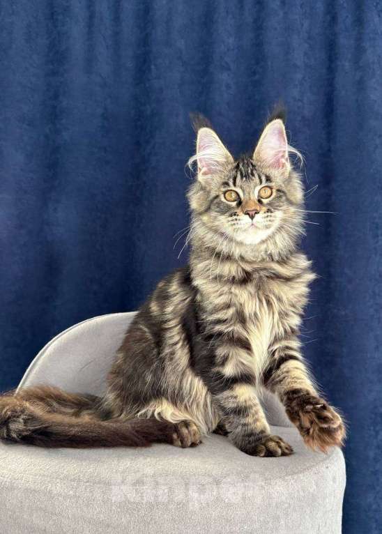 Кошки в Санкт-Петербурге: Девочка Мейн Кун Девочка, 60 000 руб. - фото 2