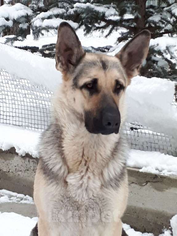 Собаки в Екатеринбурге: Продаются щенки восточноевропейской овчарки с документами РКФ Девочка, 45 000 руб. - фото 5