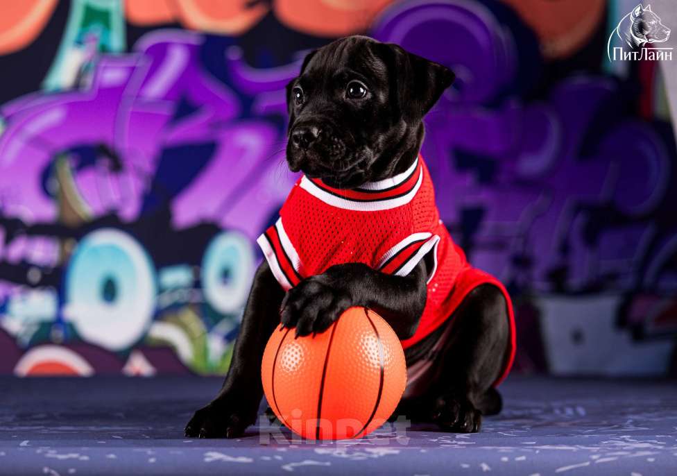 Собаки в Ульяновске: Американский питбультерьер, щенок Мальчик, Бесплатно - фото 7