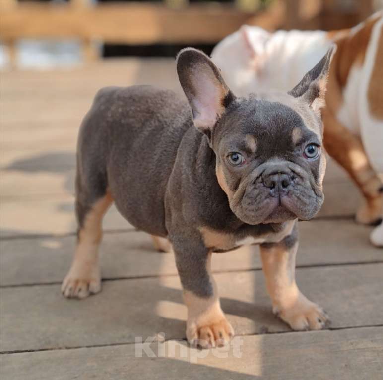 Собаки в Санкт-Петербурге: Шикарная лиловая  девочка Девочка, 60 000 руб. - фото 8