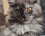 Кошки в Балашихе: Котята Мейн-Куна Девочка, Бесплатно - фото 2