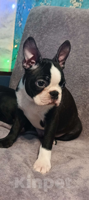 Собаки в Москве: Щенок бостон терьер Мальчик, Бесплатно - фото 3