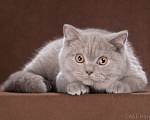 Кошки в Одинцово: Британская кошка Мальчик, Бесплатно - фото 2