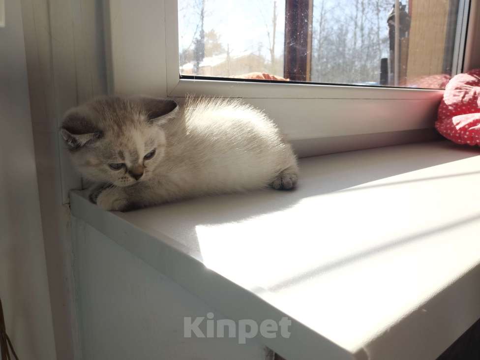 Кошки в Москве: Шотландцы Девочка, 10 000 руб. - фото 3