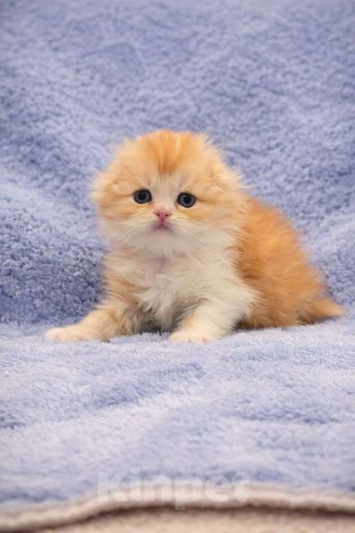 Кошки в Москве: Хайленд-фолд мальчик Мальчик, 70 000 руб. - фото 1