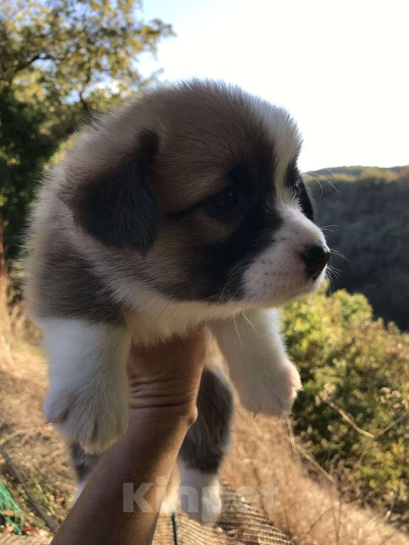 Собаки в других городах Краснодарского края: Вельш Корги Пемброк, щенок 1 Девочка, Бесплатно - фото 2